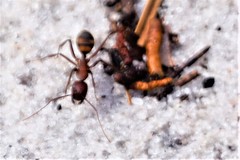 Camponotus socius