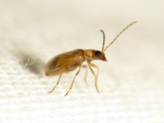 Metrioidea