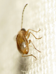 Metrioidea