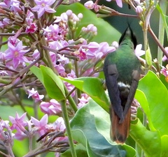 Lophornis adorabilis