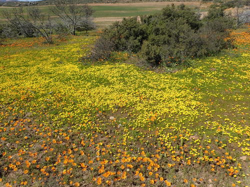 Image of Oxalis namaquana by no rights reserved