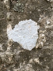 Phlyctis boliviensis