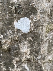 Phlyctis boliviensis