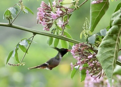 Lophornis adorabilis