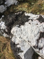 Coccotrema maritimum