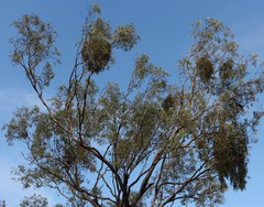 Eucalyptus albens