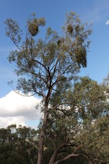 Eucalyptus albens