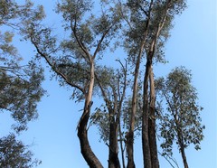 Eucalyptus albens