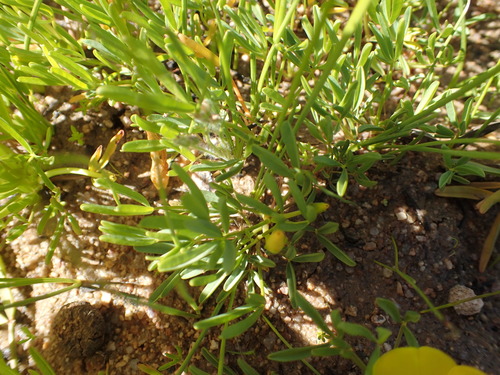 Image of Oxalis namaquana by no rights reserved