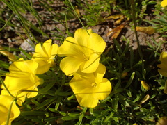 Oxalis namaquana