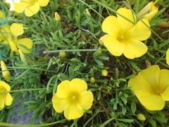 Oxalis namaquana
