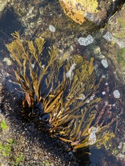 Stephanocystis