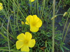Oxalis namaquana