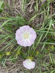 Calystegia macrostegia macrostegia
