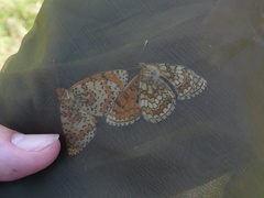 Melitaea parthenoides