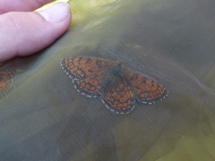Melitaea parthenoides