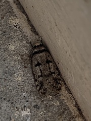 Scatochresis episema