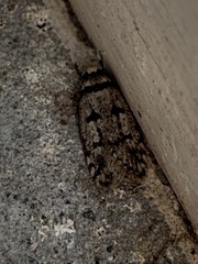 Scatochresis episema
