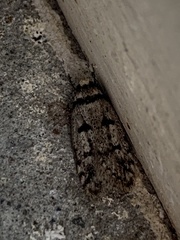 Scatochresis episema