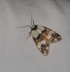Thallarcha albicollis