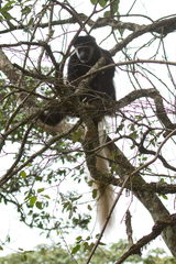 Colobus caudatus