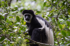 Colobus caudatus