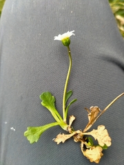 Brachyscome radicata