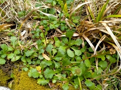 Brachyscome radicata