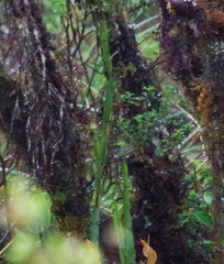 Baccharis genistelloides