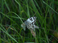 Melanargia occitanica
