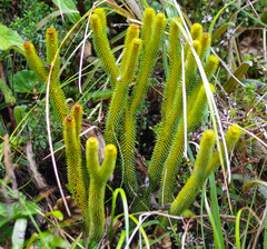 Phlegmariurus hystrix