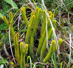 Phlegmariurus hystrix