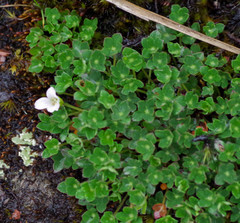 Geranium sibbaldioides sibbaldioides