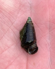 Pleurocera postellii