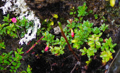 Disterigma empetrifolium