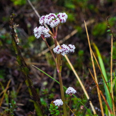Valeriana adscendens