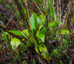 Valeriana adscendens