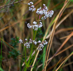 Valeriana adscendens