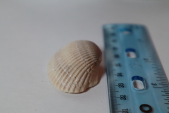 Anadara secticostata