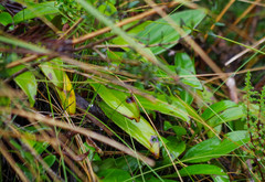 Valeriana adscendens