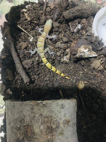 Microgecko helenae fasciatus