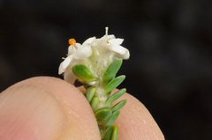 Pimelea urvilleana