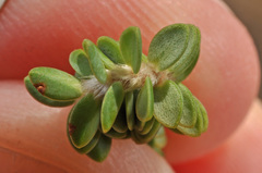 Pimelea urvilleana