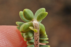 Pimelea urvilleana