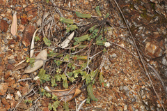 Pimelea urvilleana