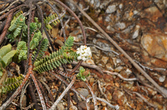 Pimelea urvilleana