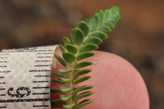 Pimelea urvilleana