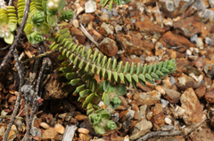 Pimelea urvilleana