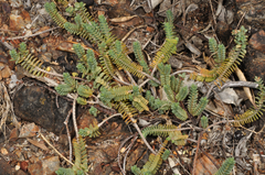 Pimelea urvilleana