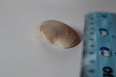 Anadara secticostata